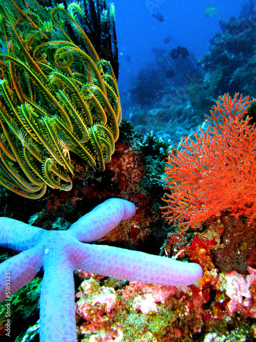 composition florale sous marine photo