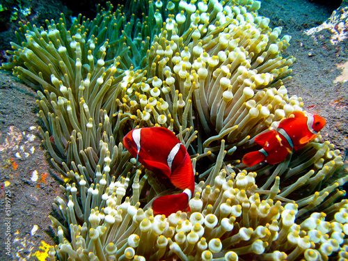 poissons clown