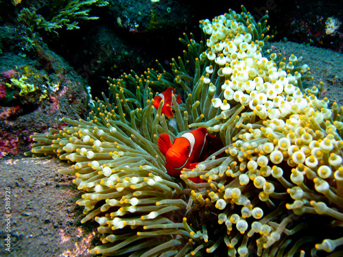 poissons clowns dans leur anémone