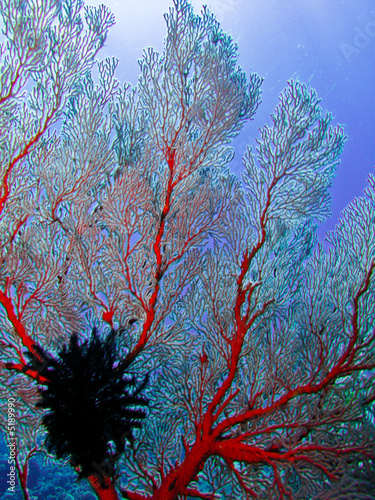arbre sous-marin