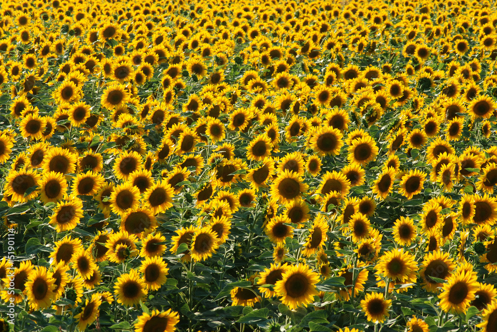 sunflowers 01 sunflowers 01