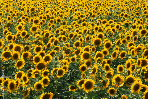 sunflowers 01