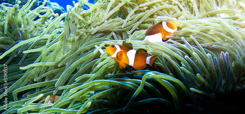 Bannière poisson clown