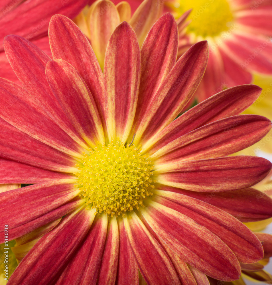 Red flower Red flower
