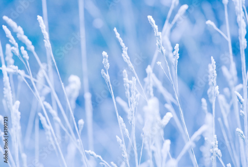 Frozen grass