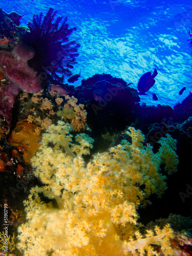 paysage sous marin