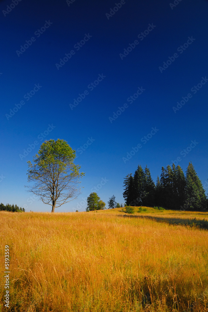 Obraz premium tree on meadow at sunny day
