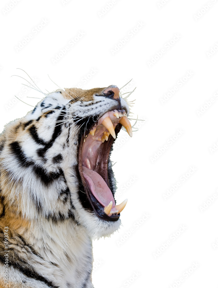 Obraz premium Tygrys warczący