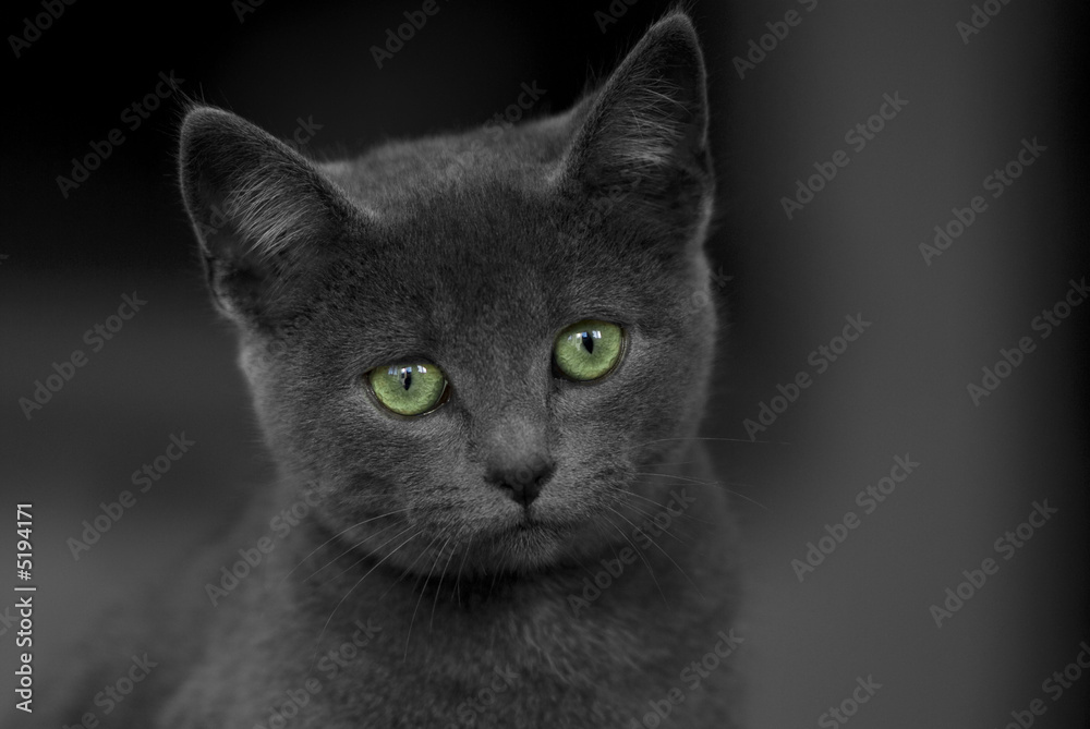 petit chat gris aux yeux verts