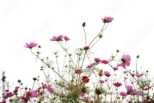 Fototapeta Naklejka Na Ścianę i Meble -  flower (Forest of Flowers )