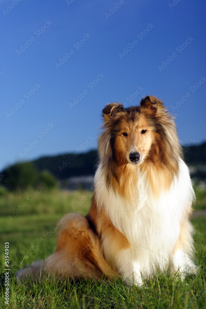 collie on the green grass