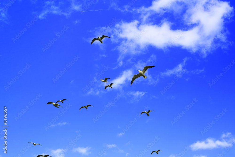 Beach Birds Flying