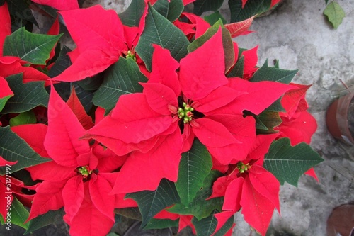 Christmas Flower orange