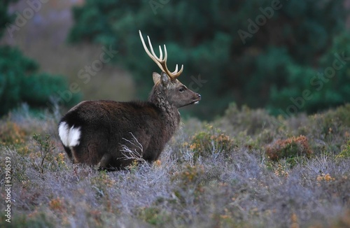 Sika Stag
