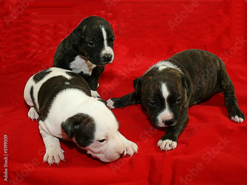 Puppy power!