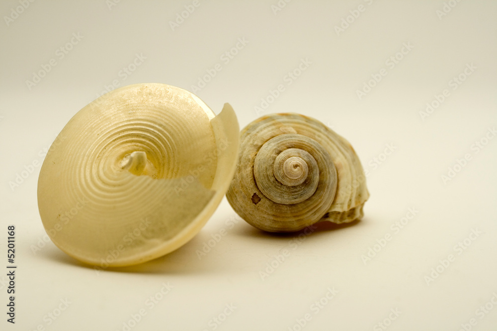 two seashell on white background two seashell on white background