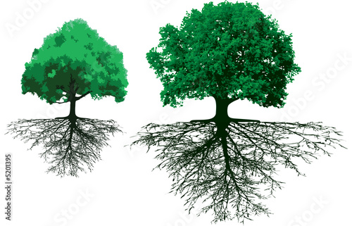 trees with roots