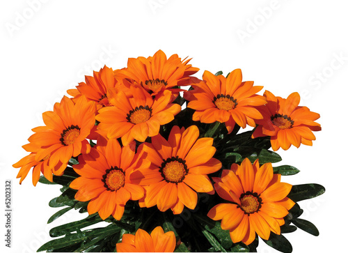 Tableau sur toile gazania
