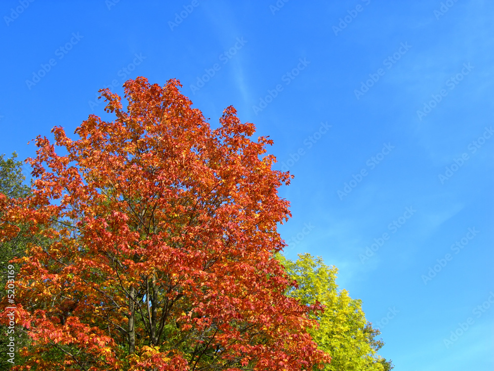 Fototapeta premium Autumn