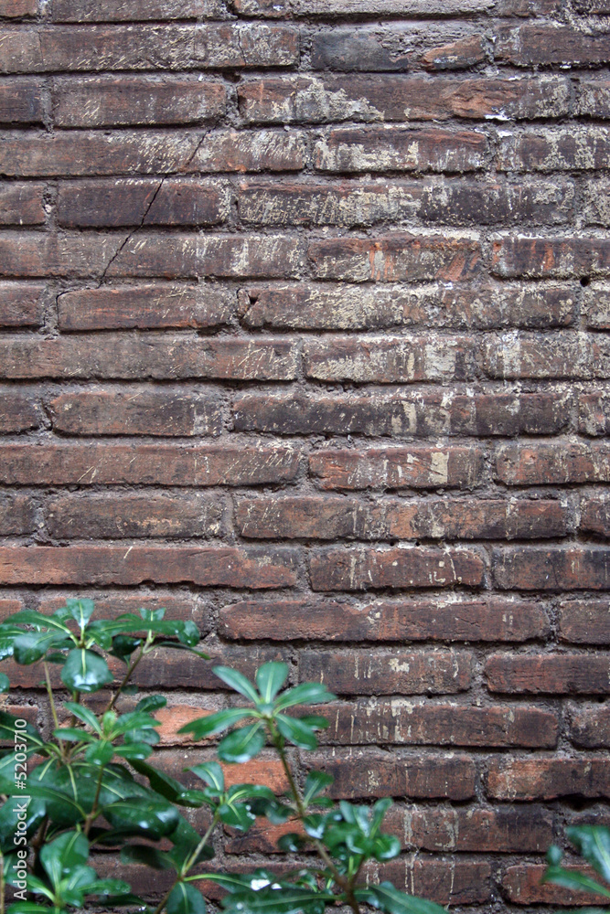 Decaying Wall, Rome, Italy Decaying Wall, Rome, Italy