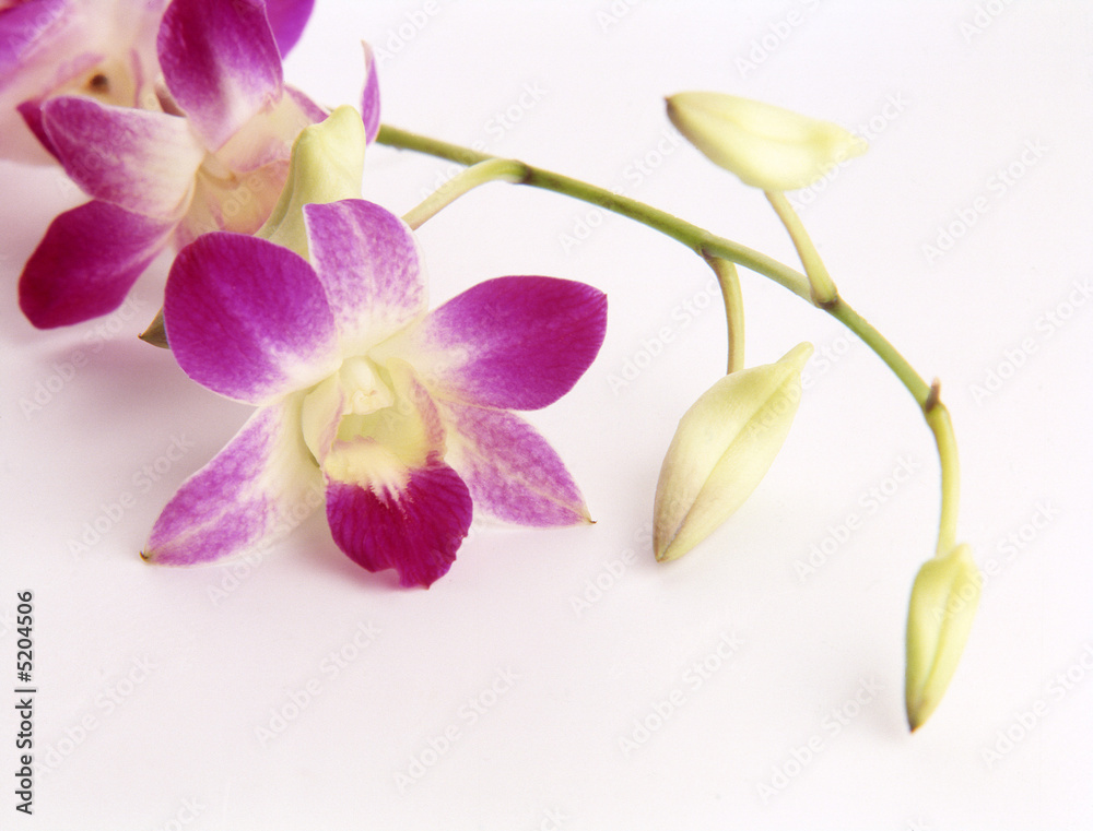 Naklejka premium orchidea