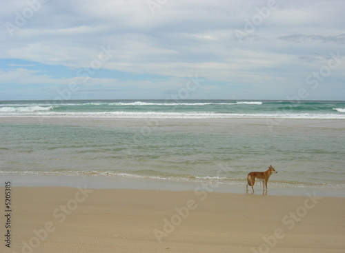 Dingo sur la plage, Fraser Island Qld Australie