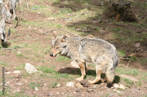 loup - canis lupus