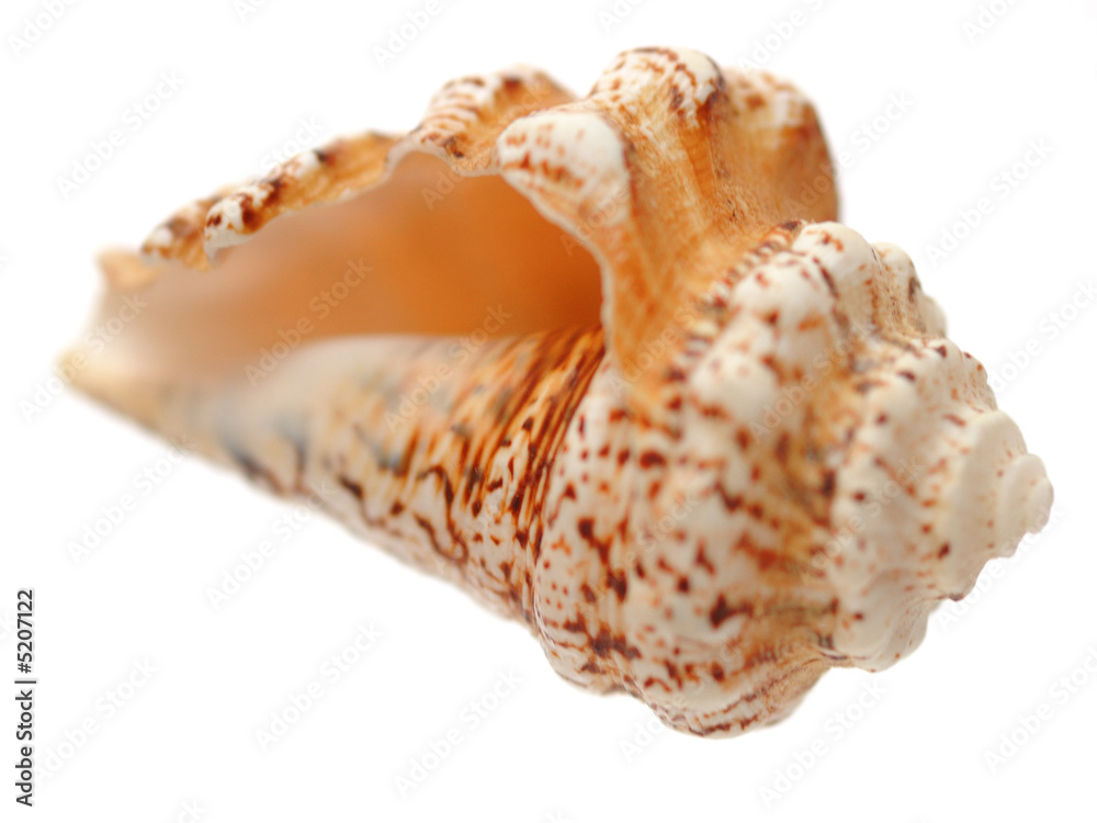 Cone sea shell over white background