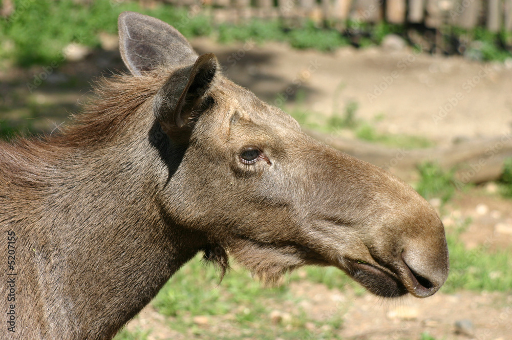 Fototapeta premium Moose