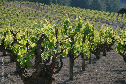 фотографія Old Vines Sonoma