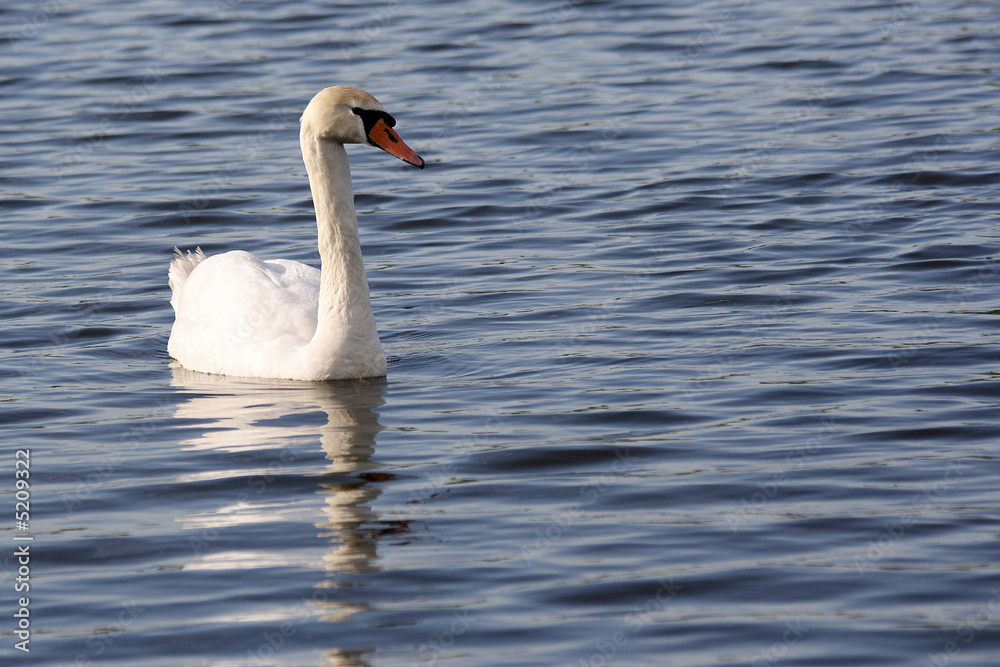 Fototapeta premium Swan
