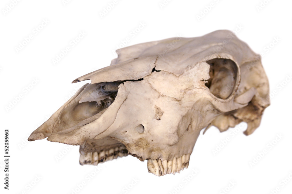 Cow Skull 3/4 view Cow Skull 3/4 view