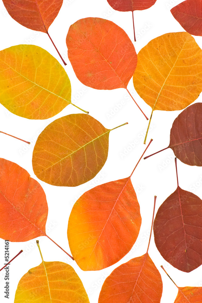 Fototapeta premium color leaves isolated