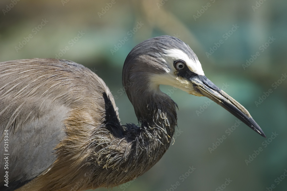 Portrait of a white-faced heron