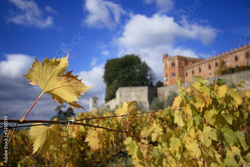 tenuta vinicola
