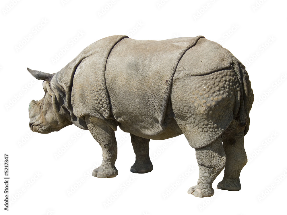 Obraz premium rhinoceros isolated on white background