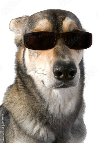 Dog in sunglasses