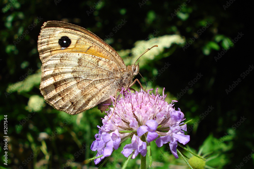 Farfalla Farfalla