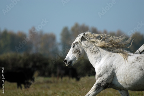 chevaux de camargue