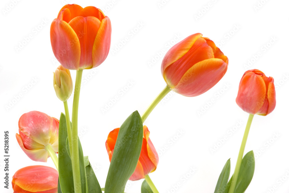 Tulips Tulips