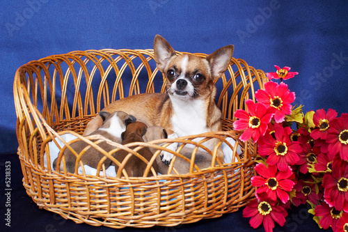 Chihuahua Puppies in the basket and Bitch