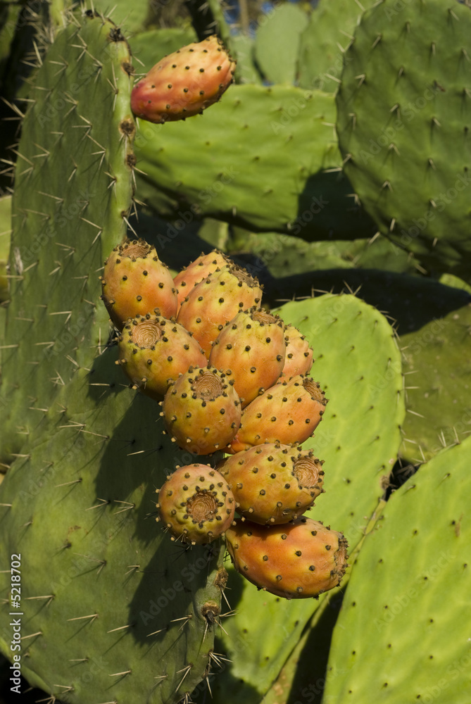 Cactus Cactus