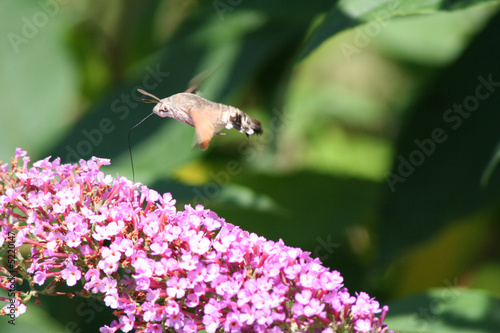 Hummingbird Moth