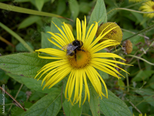 Bumblebee on Inula Orientis