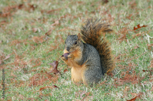 A hungry squirrel eating a delicious acorn.