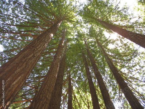 Sequoias