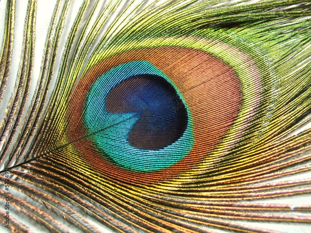 Fototapeta premium Detail of a peacock feather