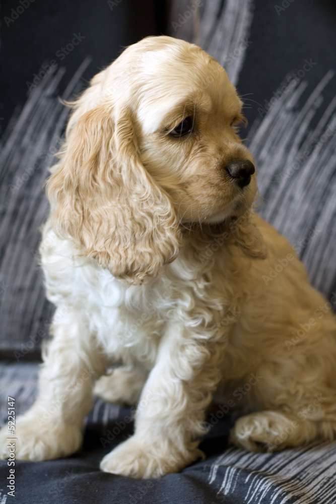 sitting sweet puppy