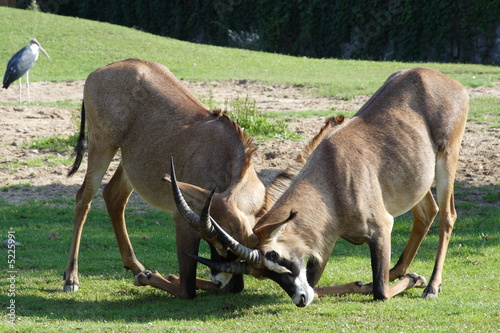 Gemsbok antelopes fighting on knees