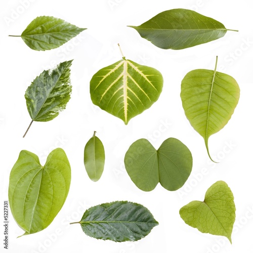 Assorted green leaves isolated